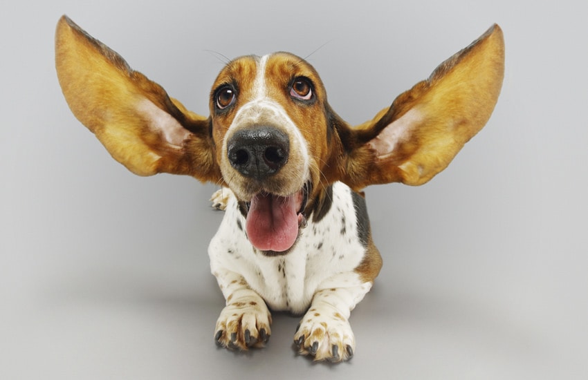 Cultivate-listening-dog-with-big-ears