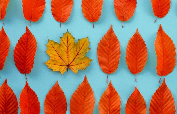 Maple-Leaf-Among-Linden-leaves-Showing-Differentiation